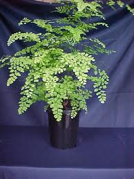 adiantum