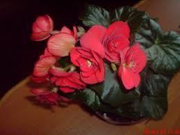begonia