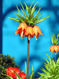 korona cesarska (Fritillaria Imperialis)