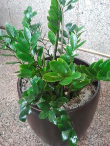 Zamioculcas zamiifolia