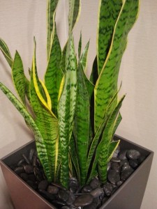 Sansevieria frifasciata