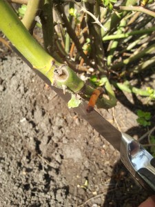 Nagnij zdrowy pęd i nadetnij go na 2-3 cm, na takiej wyskości, aby mozna go bylo podsypać ziemia w naciętym miejscu.