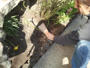 Włóż go ok 10 cm pod ziemię, przysyp i przygnieć kamieniem. Podetnij ten pęd pod kątem 45 stopni.