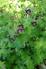 bodziszek - geranium