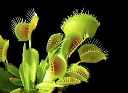 Mucholowka - Dionaea