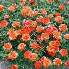 portulaca