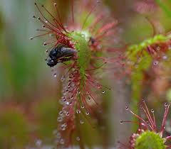 Rosiczka - Drosera