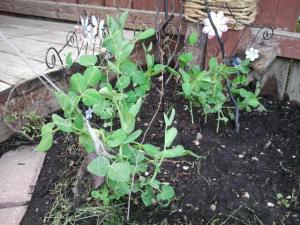 Już twgo wzrostu wymaga podpierania.